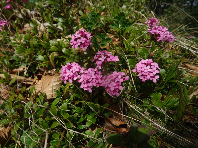 Daphne cneorum - Thymeleaceae